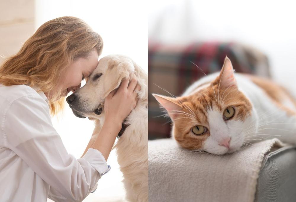La differenza tra proprietari di cani e gatti? Ce lo dice uno studio