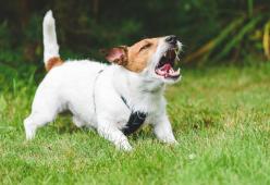 Cani di piccola taglia: perché sono così aggressivi?