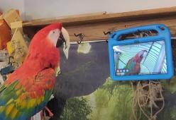Lo studio: i pappagalli amano videochiamarsi e chattare tra di loro